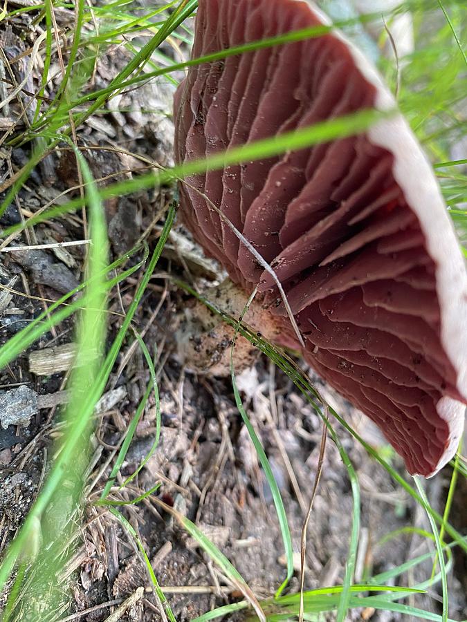 Majestic Mushrooms #64 Photograph by Anjel B Hartwell