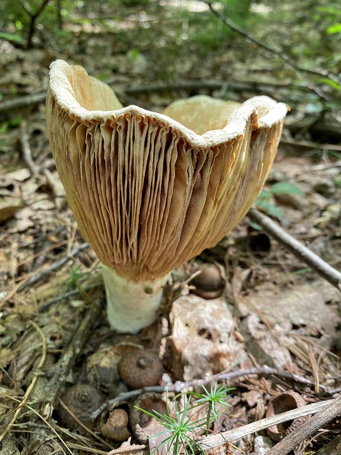 Majestic Mushrooms #74 Photograph by Anjel B Hartwell