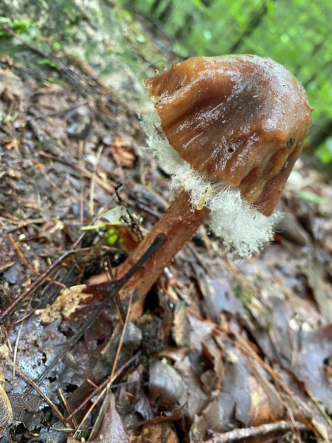 Majestic Mushrooms #8 Photograph by Anjel B Hartwell