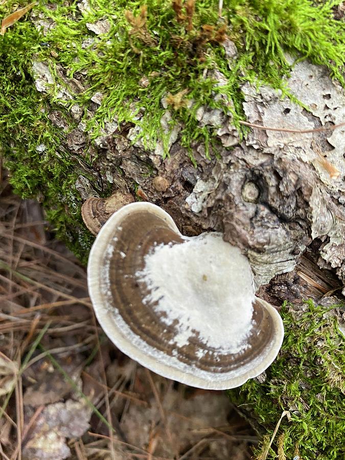 Majestic Mushrooms #87 Photograph by Anjel B Hartwell
