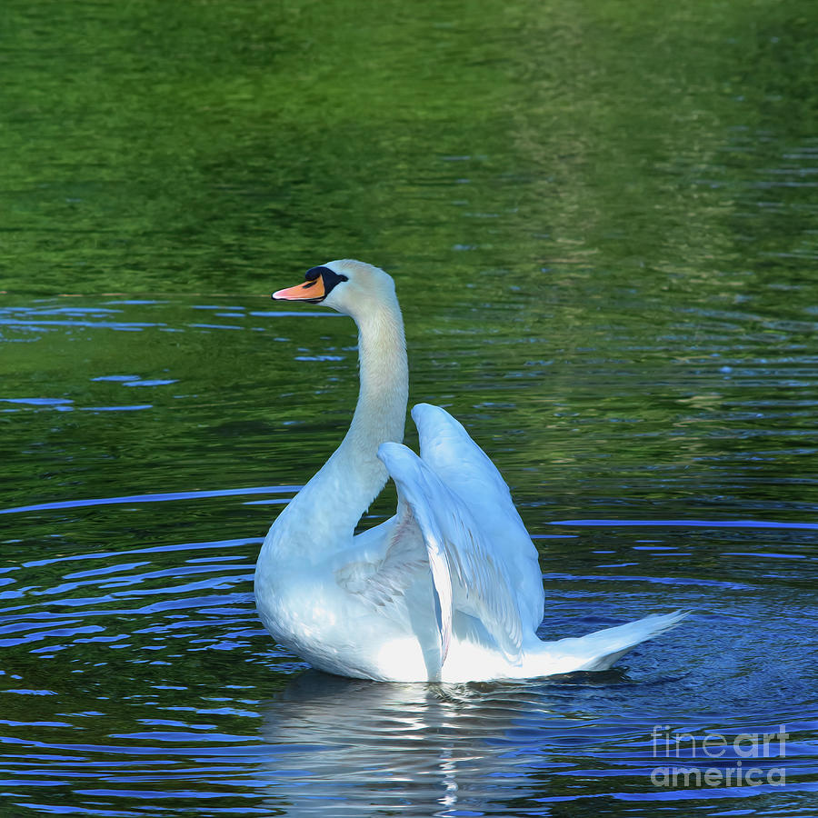 Majestic Mute Swan Photograph by Yvonne Johnstone