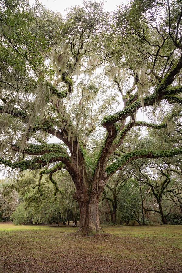 Majestic Oak Photograph by Cindy Robinson