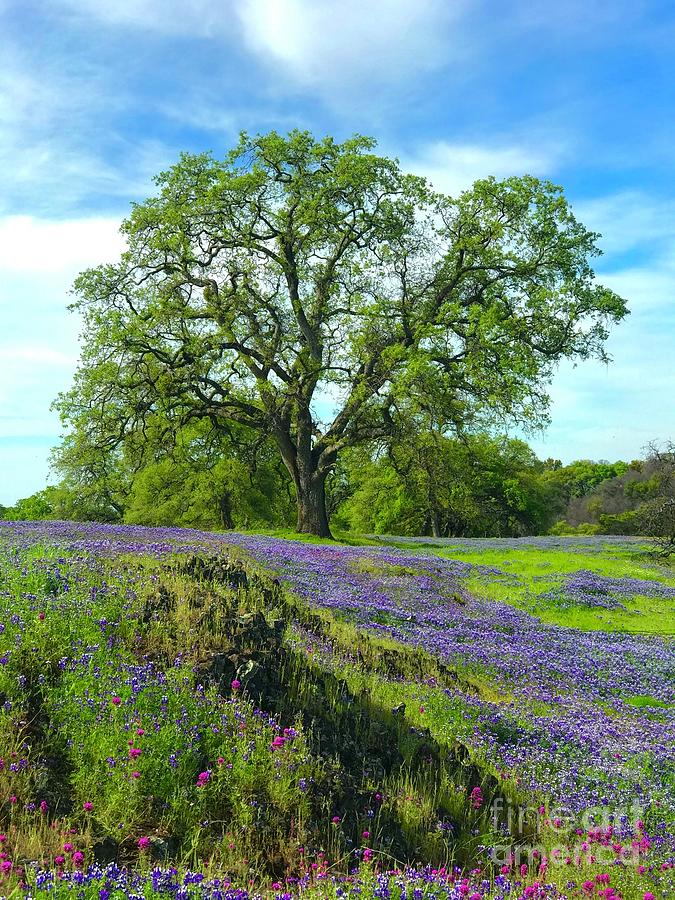 Majestic Oak Photograph by Lisa Billingsley