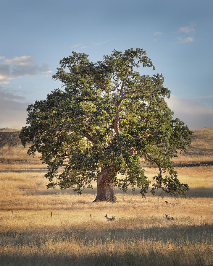 Majestic Oak On Santa Margarita Ranch Photograph by Lars Mikkelsen