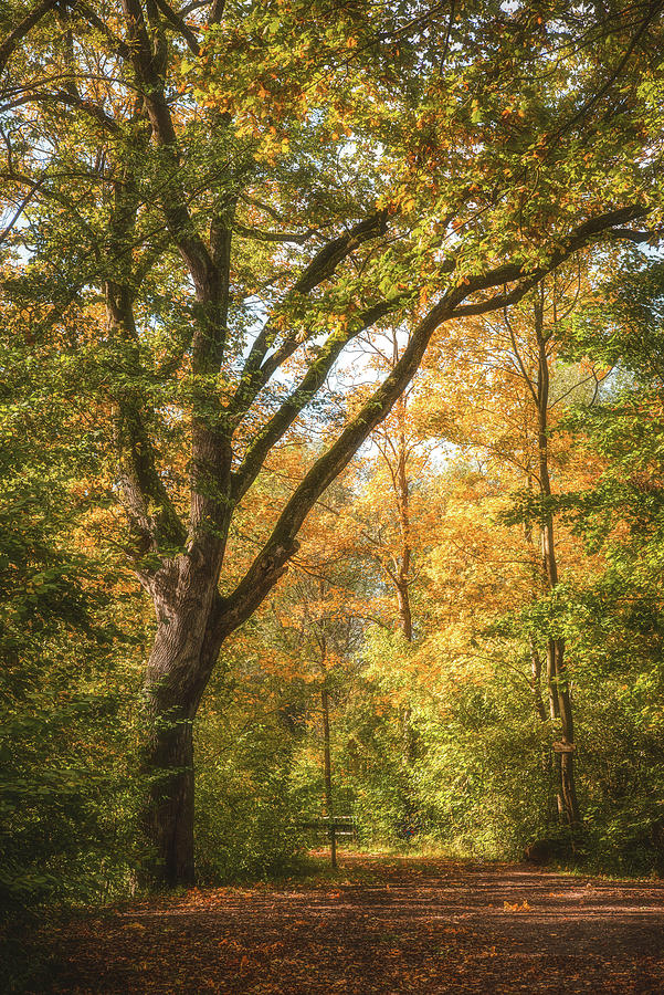 Majestic Oak Photograph by Philippe Sainte-Laudy
