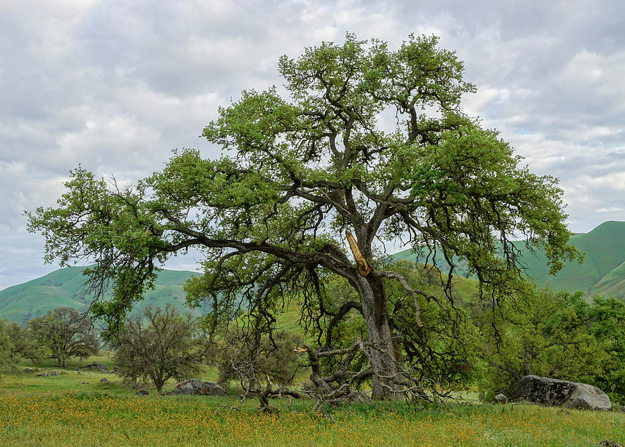 Majestic Oak Yokohl Valley  Photograph by Brett Harvey