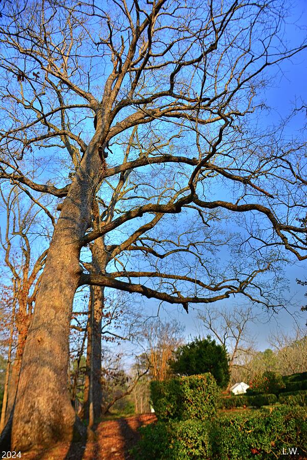 Majestic Old Tree Photograph by Lisa Wooten - Fine Art America