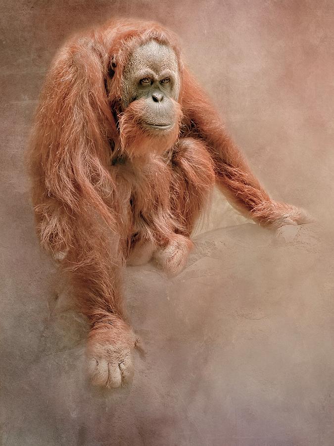 Majestic Orangutan Photograph by Marjorie Whitley