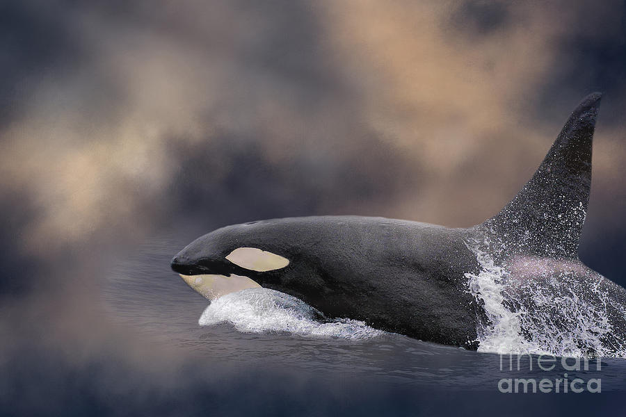 Whale Mixed Media - Majestic Orca by Elisabeth Lucas