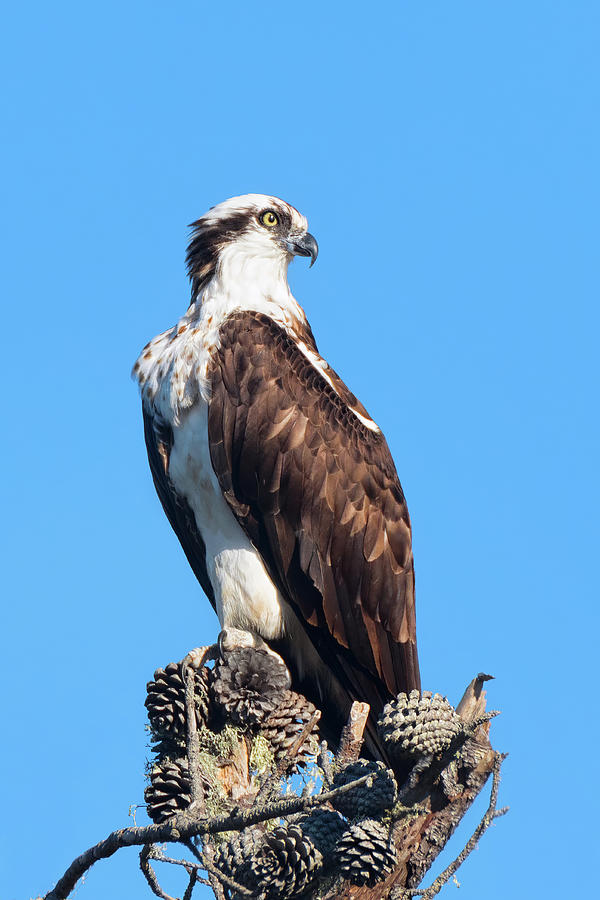 Majestic Osprey Perched atop a Cluster of Pine Cones on a Dead Snag Photograph by Kathleen Bishop