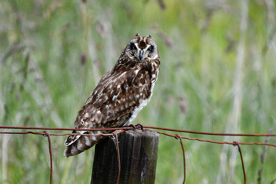 Majestic Owl Photograph by Pamela Walton