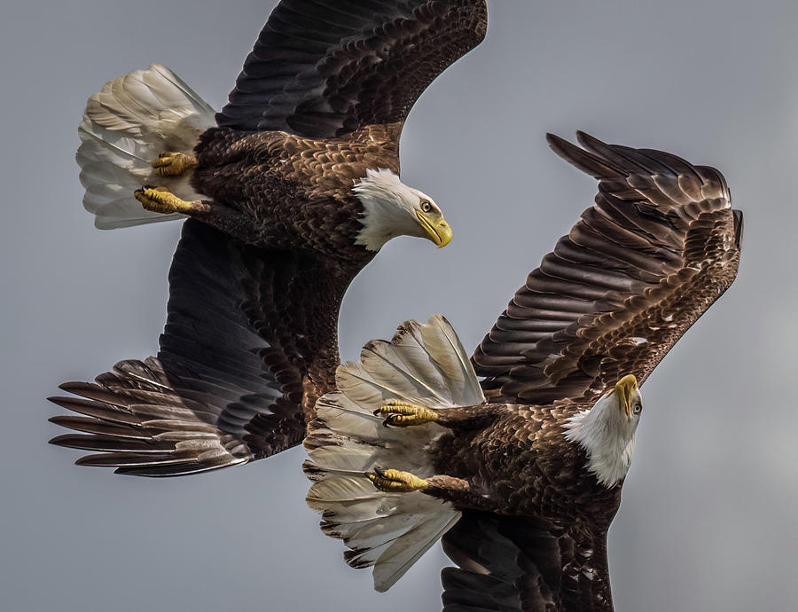 Majestic Pair Photograph by Brian Shoemaker