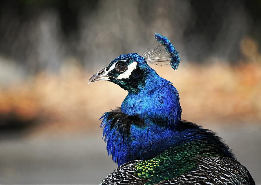 Majestic Peacock Photograph by Fraida Gutovich