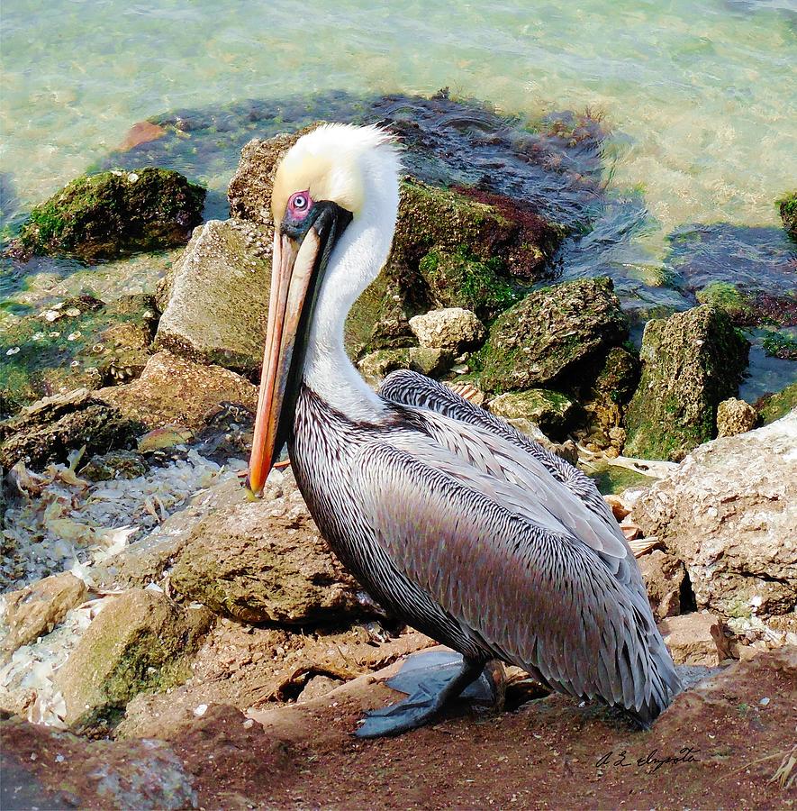 Majestic Pelican Photograph by Allen L Improta
