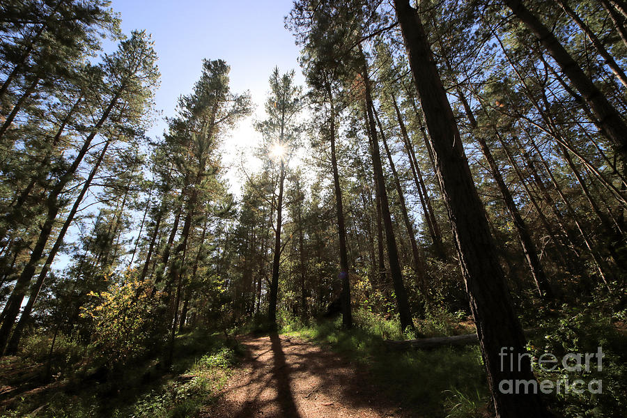 Majestic Pine Forest Photograph by Vivian Krug Cotton