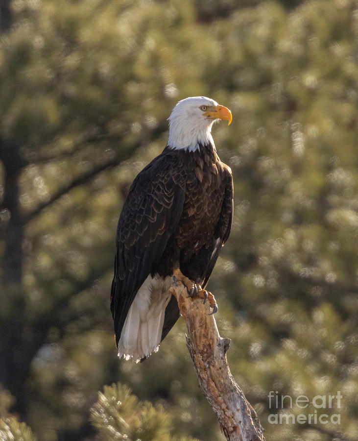 Majestic Pose Photograph by Steven Krull