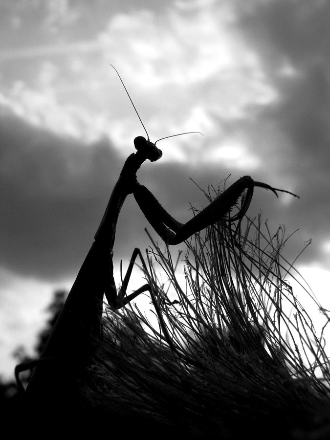 Praying Mantis Silhouette