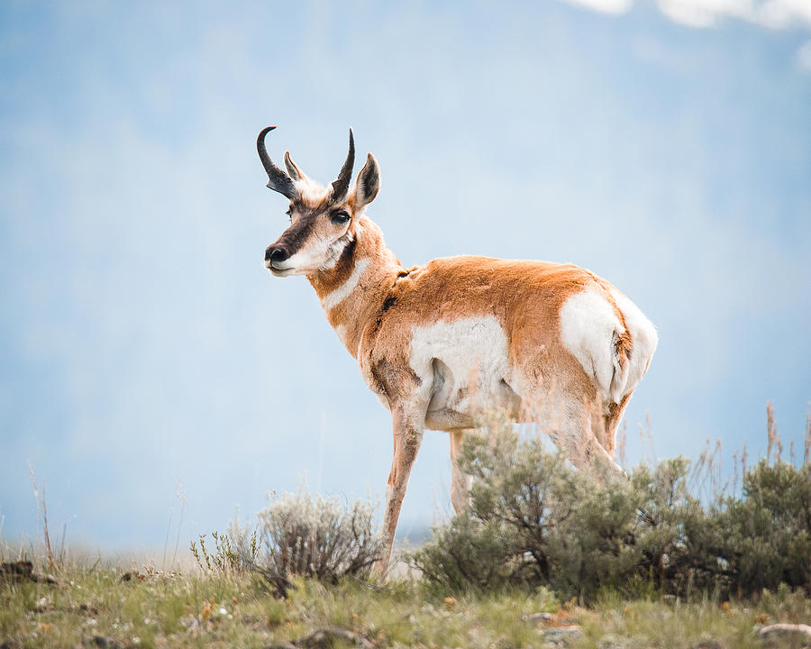 Majestic Pronghorn Photograph by Hunter Winterton - Fine Art America