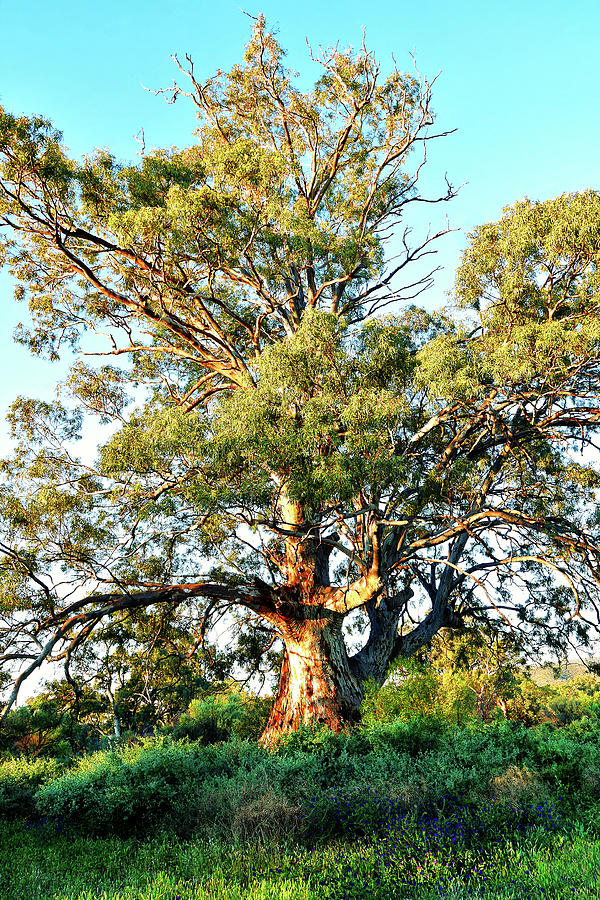 Majestic Red Gum - Baroota Homestead  Photograph by Lexa Harpell
