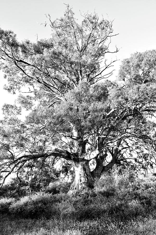 Majestic Red Gum - BW Photograph by Lexa Harpell