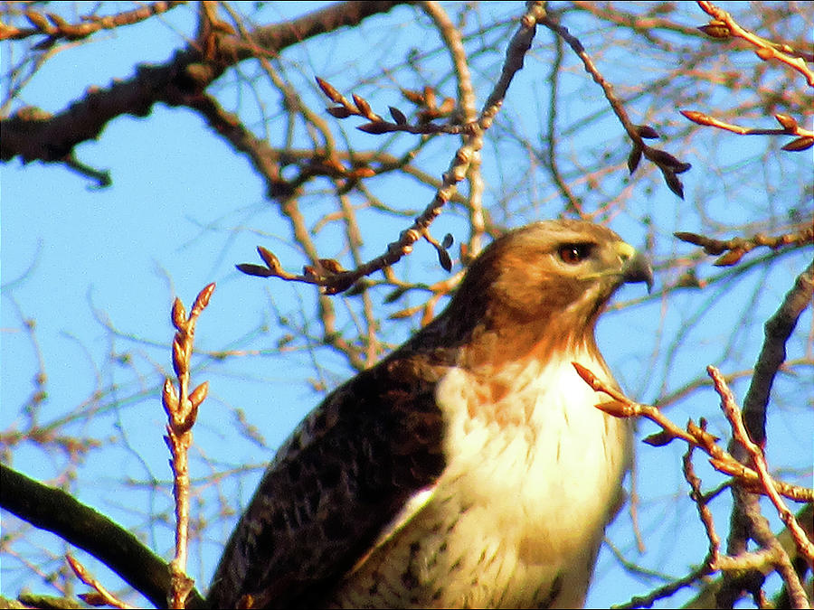 Majestic Red Tail Hawk Photograph by Brenda Wrisley - Fine Art America