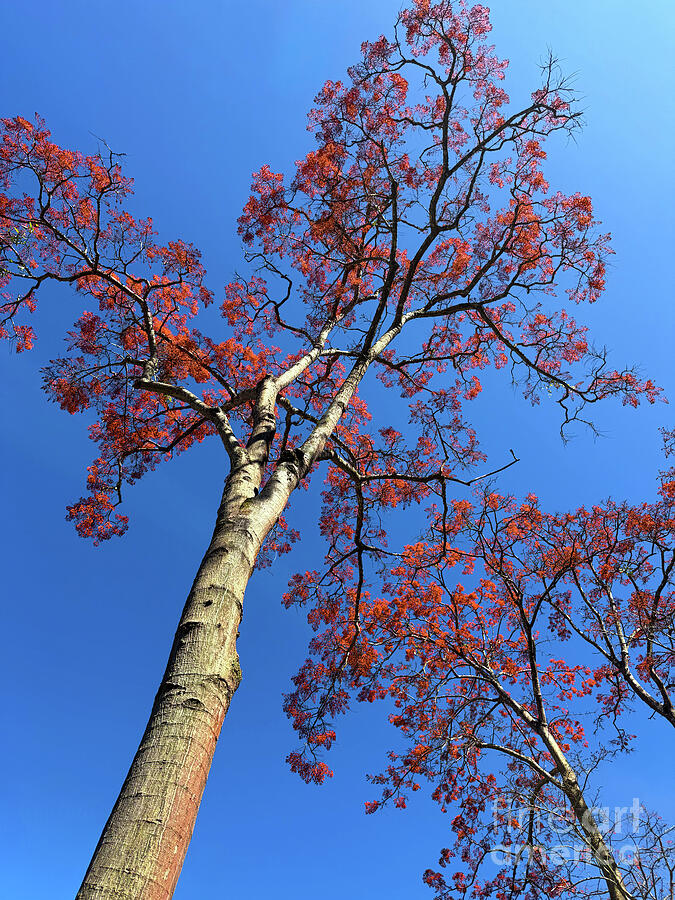 Tall Tree with Red Leaves Photograph - Majestic Red Tree Against Blue Sky by Leslie Brashear