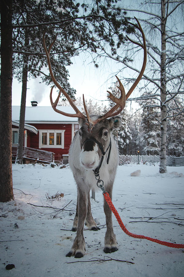 Majestic reindeer in freezing winter near Rovaniemi Photograph by Vaclav Sonnek