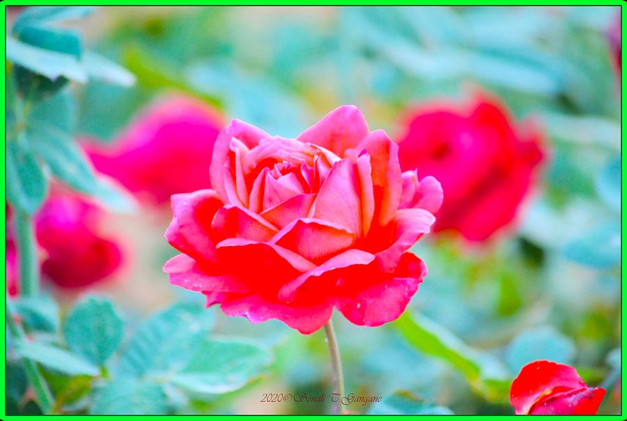 Majestic Rose Photograph