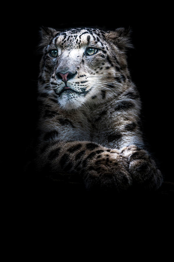Majestic Snow Leopard  Photograph by Chris Boulton