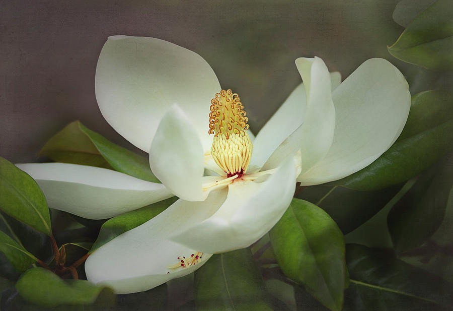 Majestic Southern Magnolia Photograph by Paula Ponath