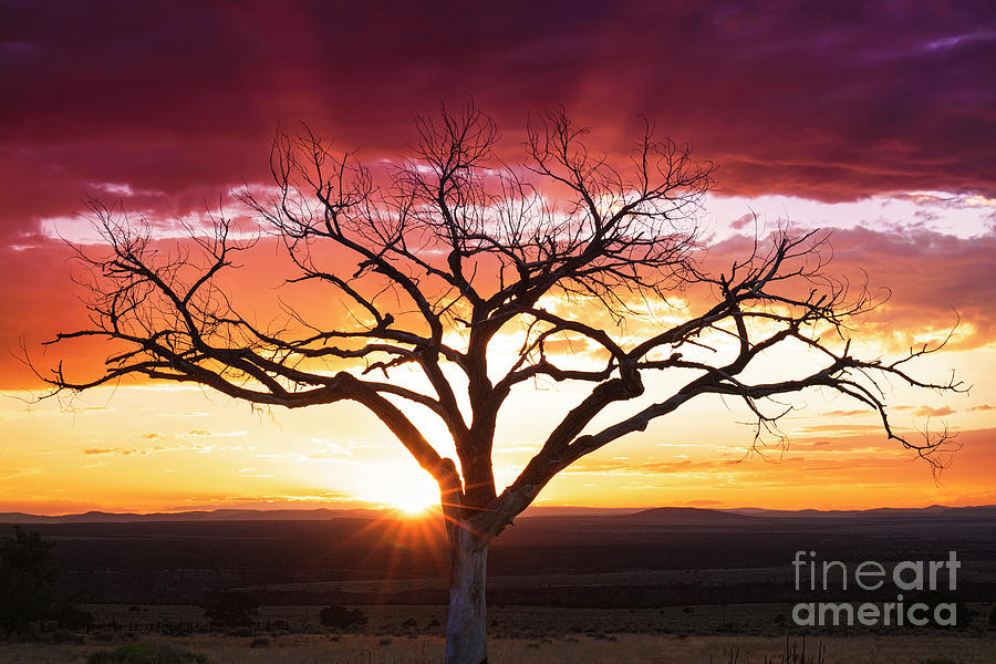 Majestic Sunset with the Taos Welcome Tree Photograph by Elijah Rael
