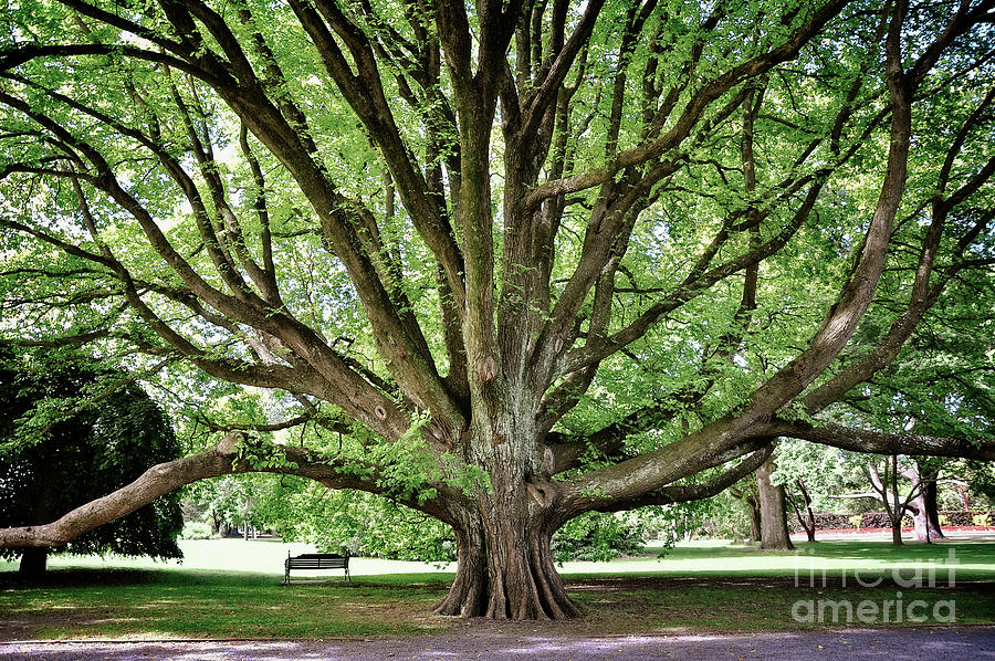 Majestic tree in Christchurch botanic gardens Photograph by Delphimages Photo Creations