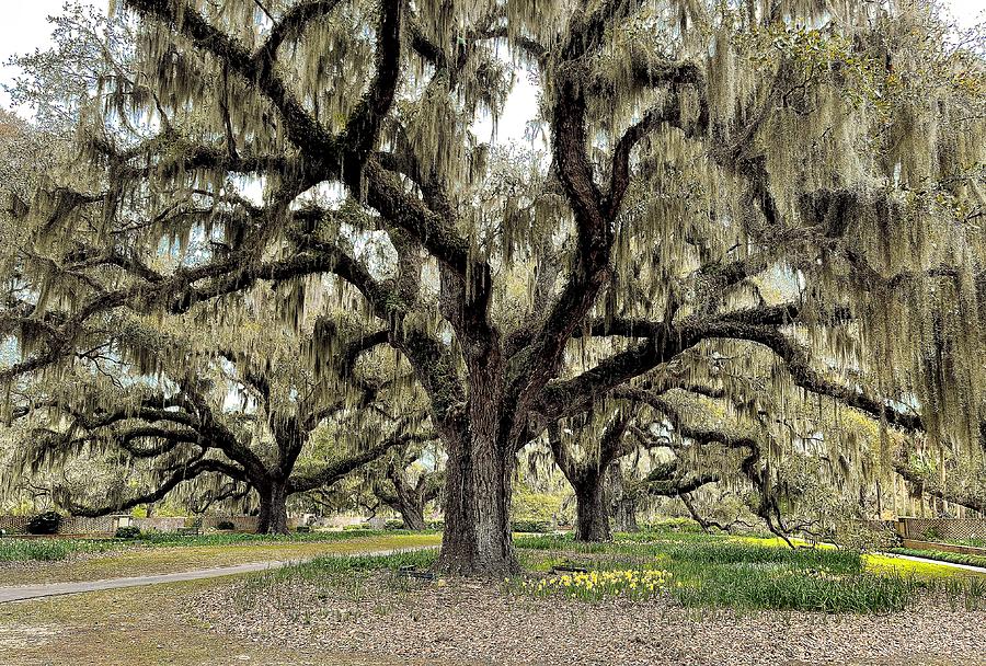 Majestic Trees Photograph by Gwendolyn Patterson Cobbs - Fine Art America