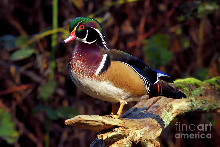Majestic Wood Duck Photograph by Terry Elniski
