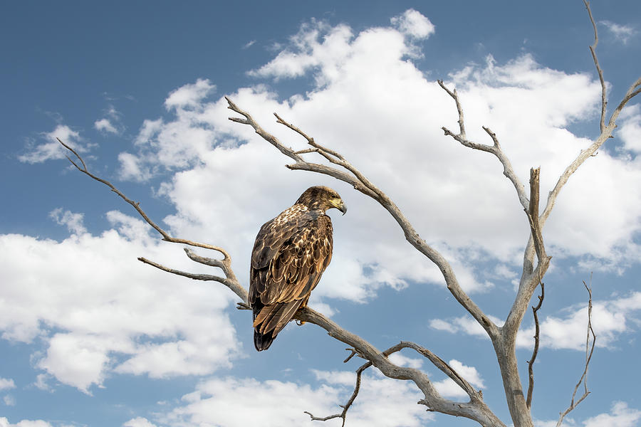 Majestic Young Eagle Photograph by Debra Martz