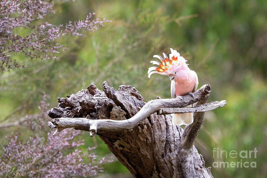 Major Mitchell cockatoo, otherwise known as the Leadbeater or pink cockatoo, perched on a dead tree. This species is threatened in the wild. Victoria, Australia Photograph by Jane Rix