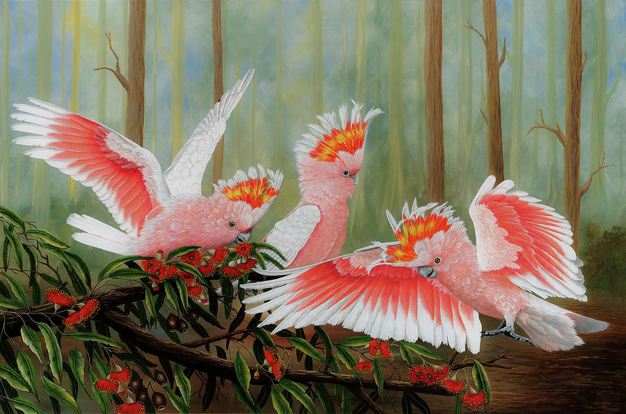 Major Mitchells, Australian Parrots Painting