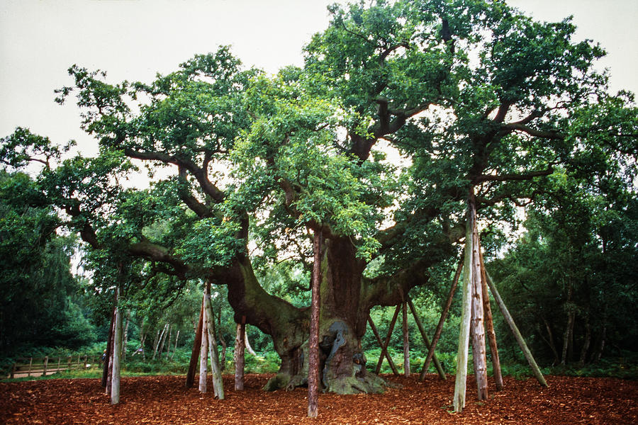 Major Oak in Sherwood Forest Photograph by ©fitopardo