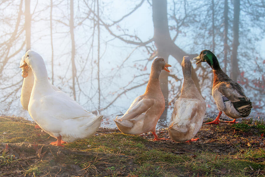Duck Photograph - Majority Rules by Nancy Carol Photography