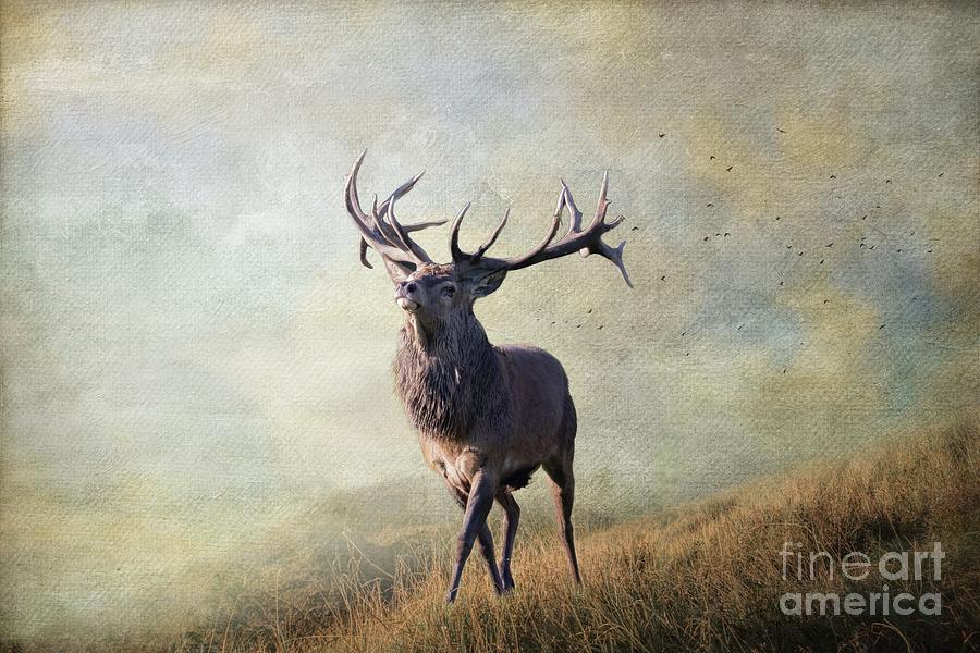 Wildlife Photograph - Majestic Red Deer by Eva Lechner