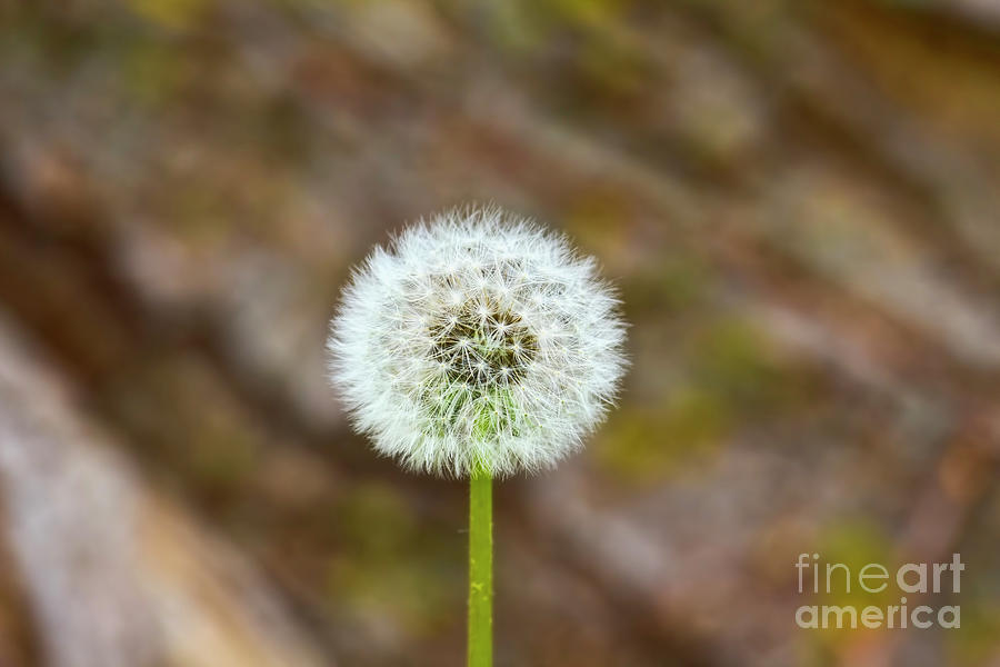 Make a Wish and Blow Photograph by Joan Bertucci