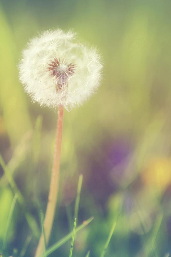 Make A Wish Photograph by Carrie Ann Grippo-Pike