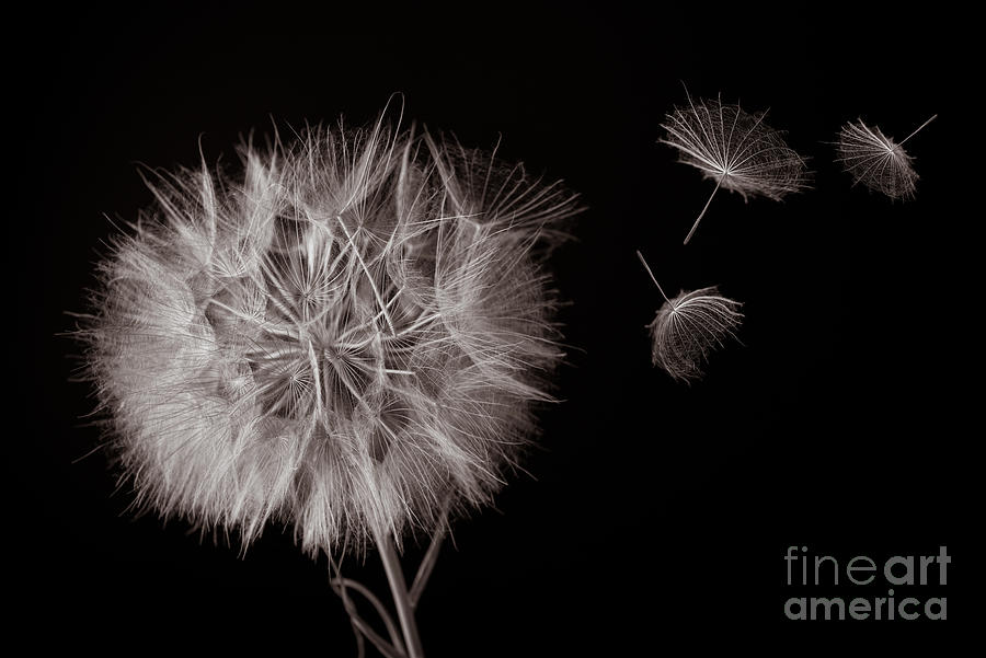 Dandelion Photograph - Make a Wish by Jennylynn Fields