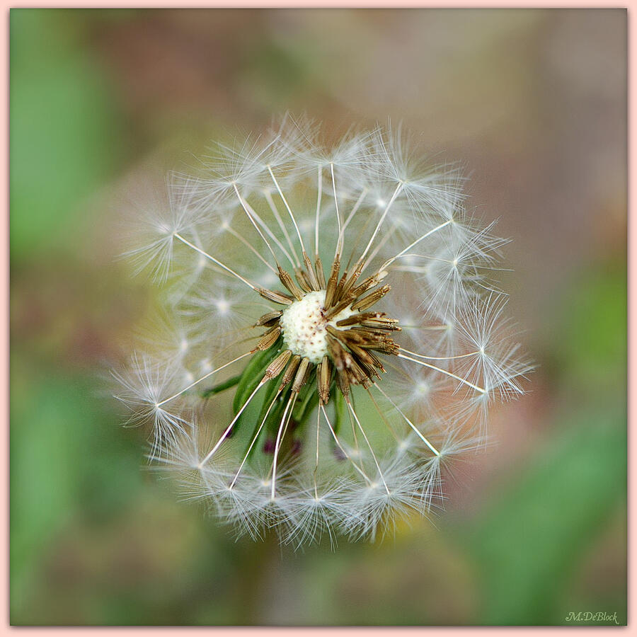 Nature Photograph - Make a Wish by Marilyn DeBlock