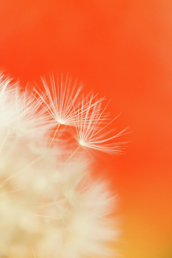 Make a Wish - on Orange Photograph by Anita Nicholson