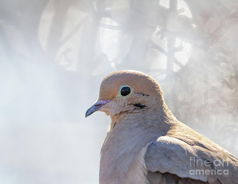 Make Dove Not War Photograph by Chris Scroggins