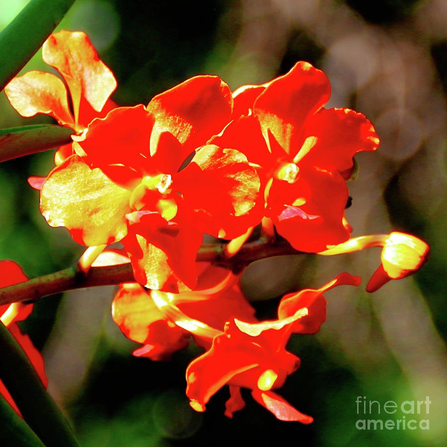 Make Mine An Orchid Photograph by Philip And Robbie Bracco