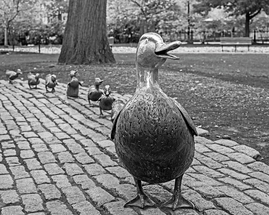 Make Way For Ducklings Autumn Trees Boston Public Garden Boston MA Black and White Photograph by Toby McGuire