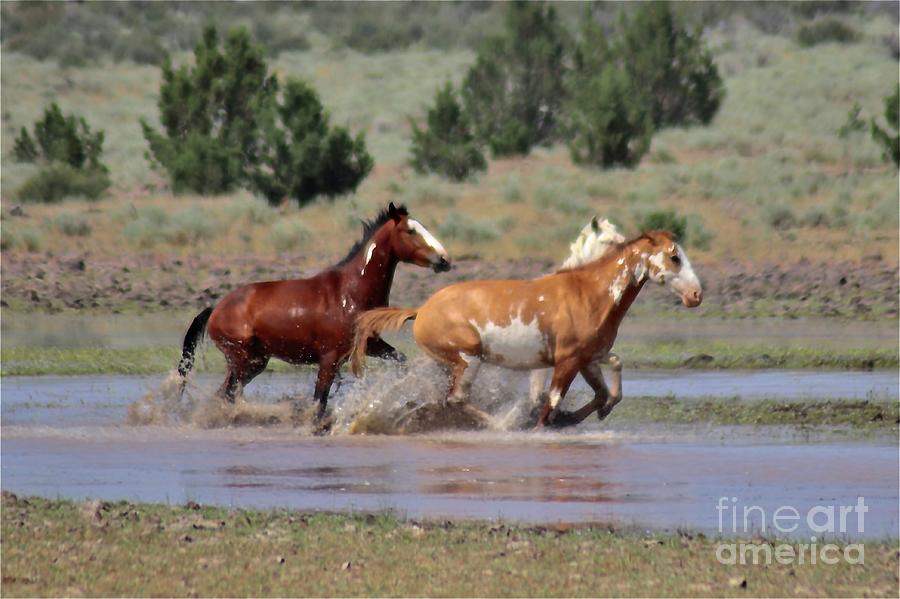 Making a Splash Photograph by Marla Steinke - Fine Art America