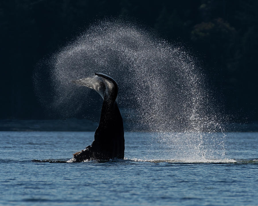 Making A Splash - Whale Art Photograph by Jordan Blackstone